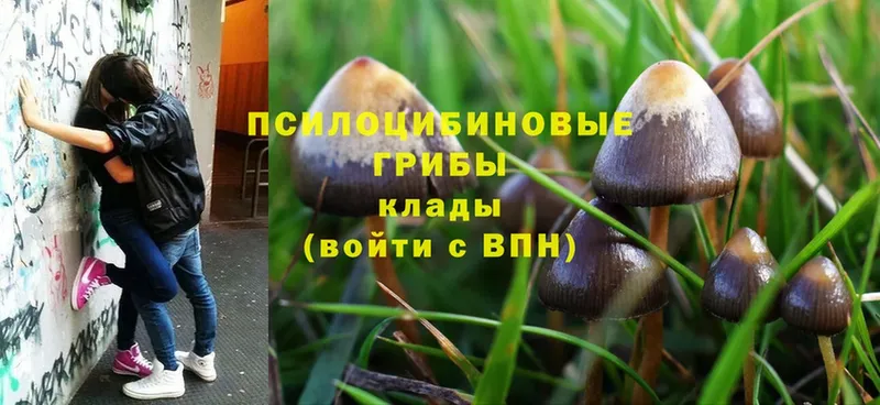 Галлюциногенные грибы Psilocybine cubensis  Короча 